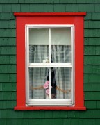 Rose Blanche window